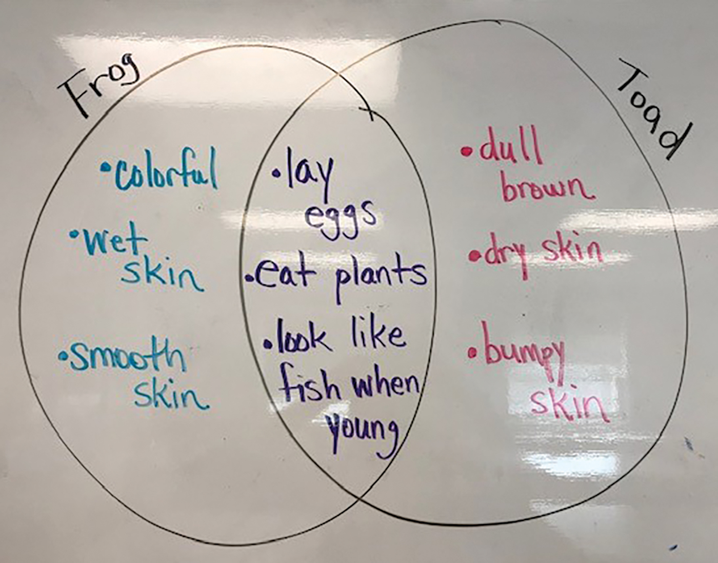 Example of a Venn diagram for comparison.