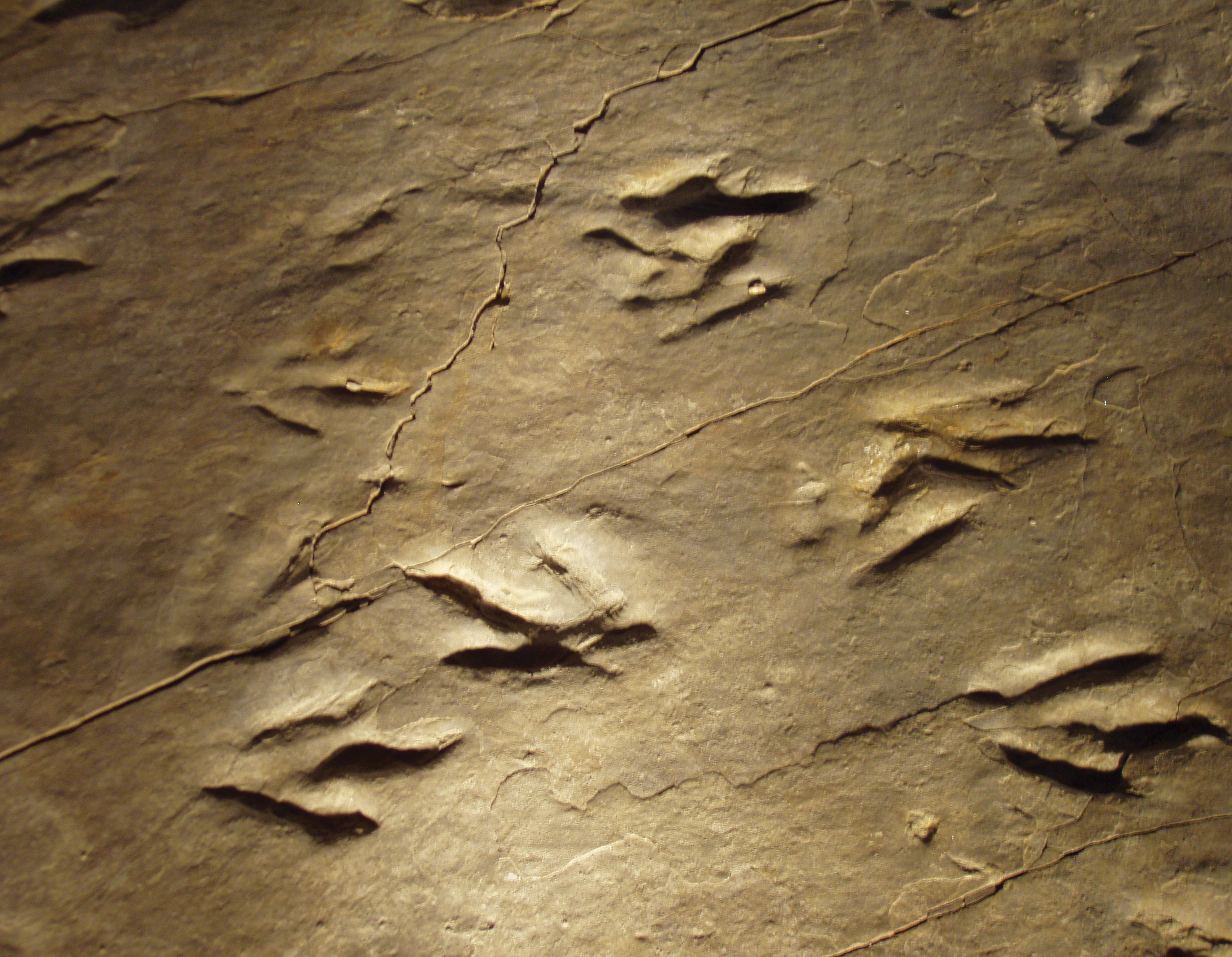 Eubrontes fossil footprints in Rocky Hill, Connecticut.
