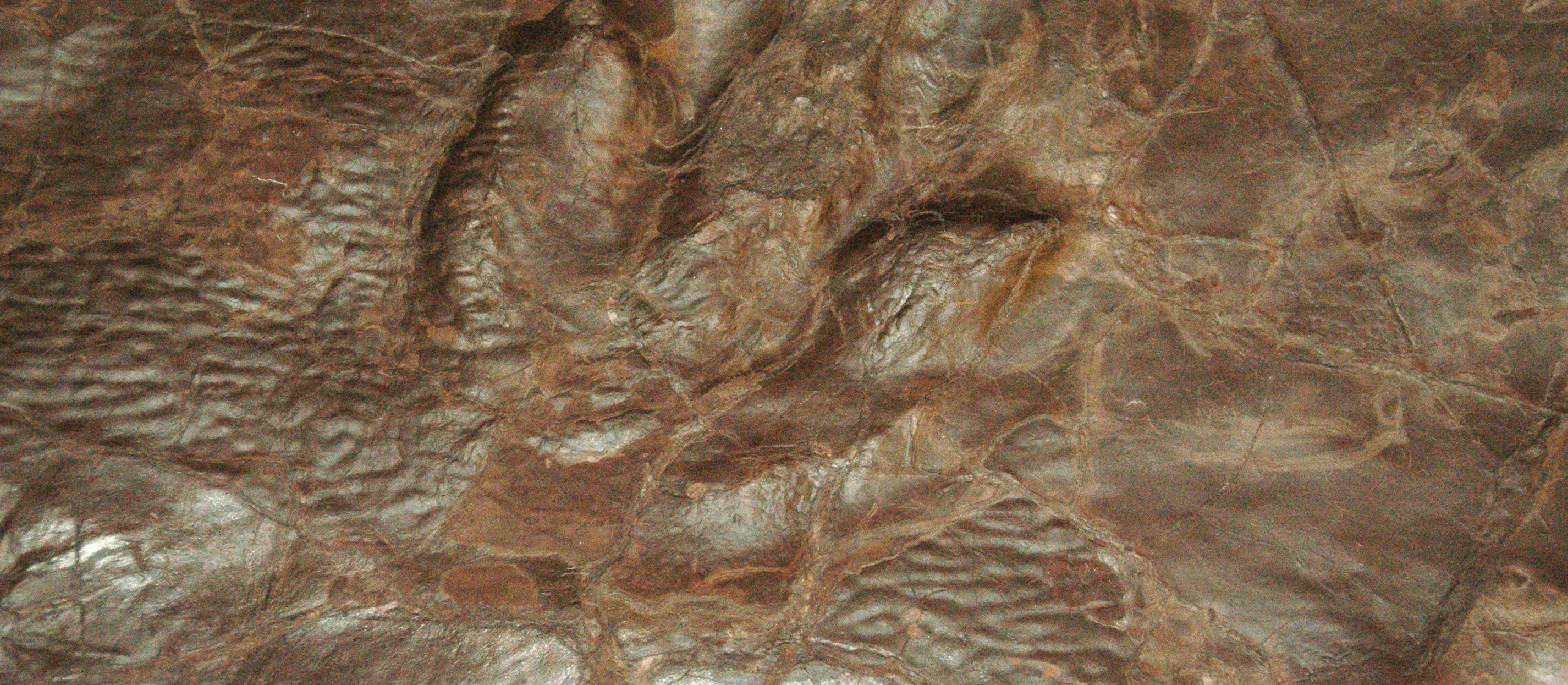 Eubrontes theropod dinosaur track, Lower Jurassic; near Hartford, Connecticut