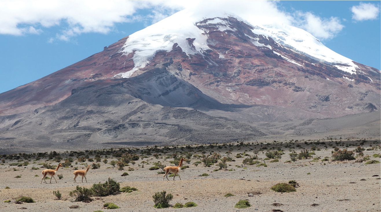 |	Figure 3: Volcan Chimborazo and three vicuna, small llama-like animals living at altitudes above 14,000 feet (4,267 m). (Source: Author)