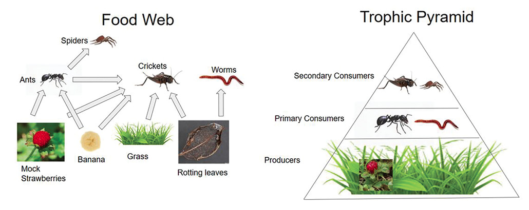 Student work example: Tropical levels.