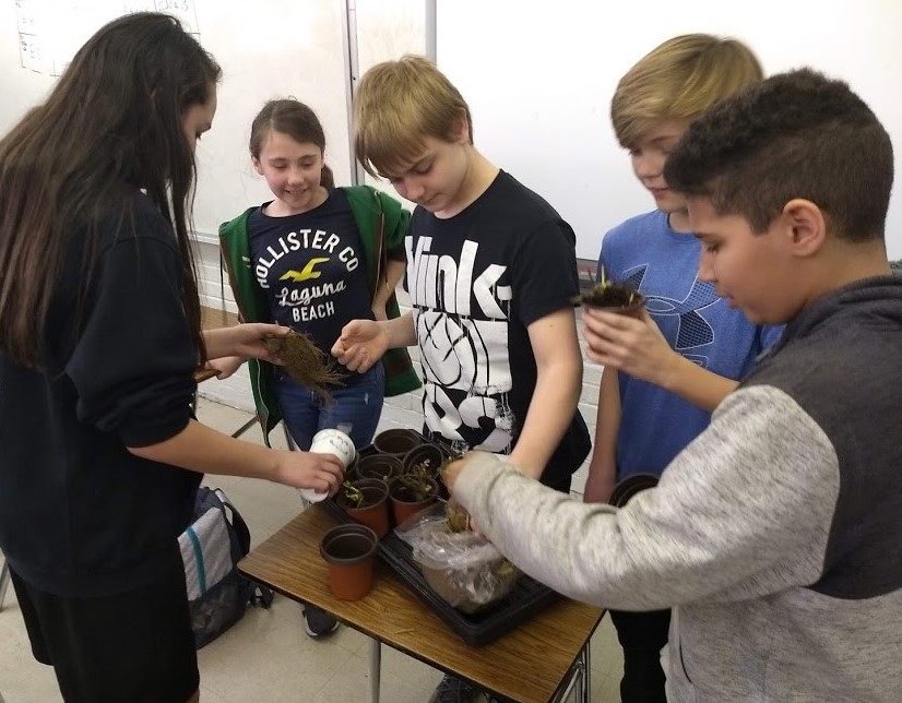 planting seedlings