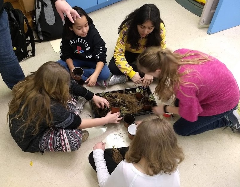 planting seedlings