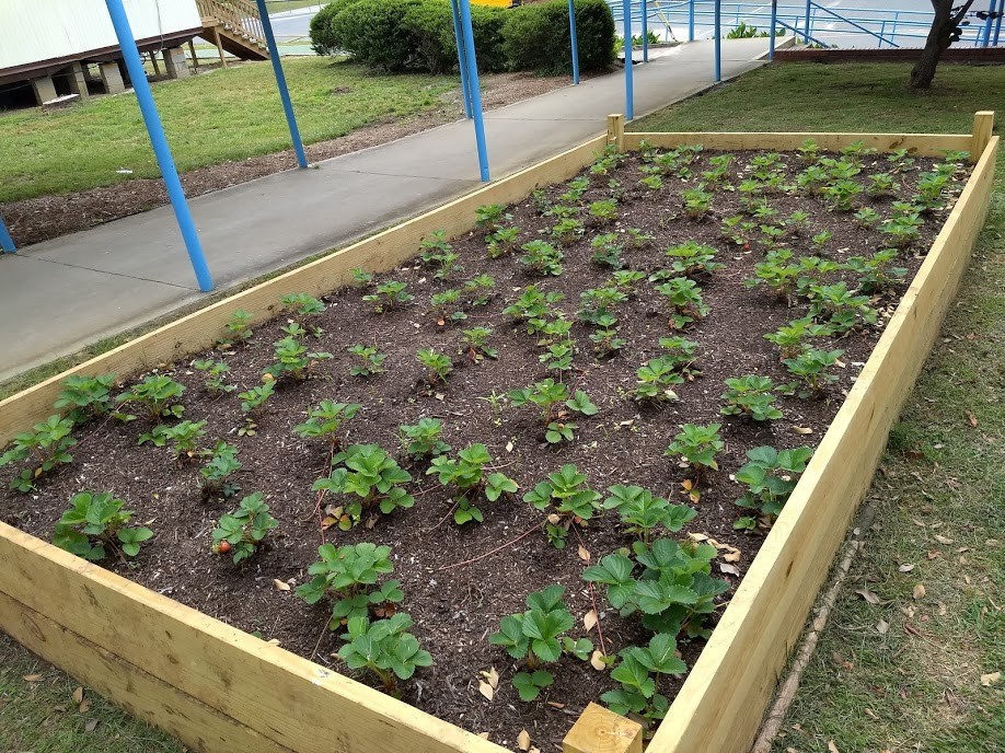 rain garden