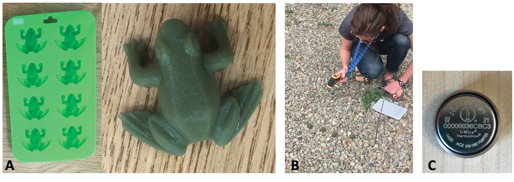 |	FIGURE 1: Agar model frogs (A) used to record temperature via infrared (B) or iButton (C) temperature sensors.