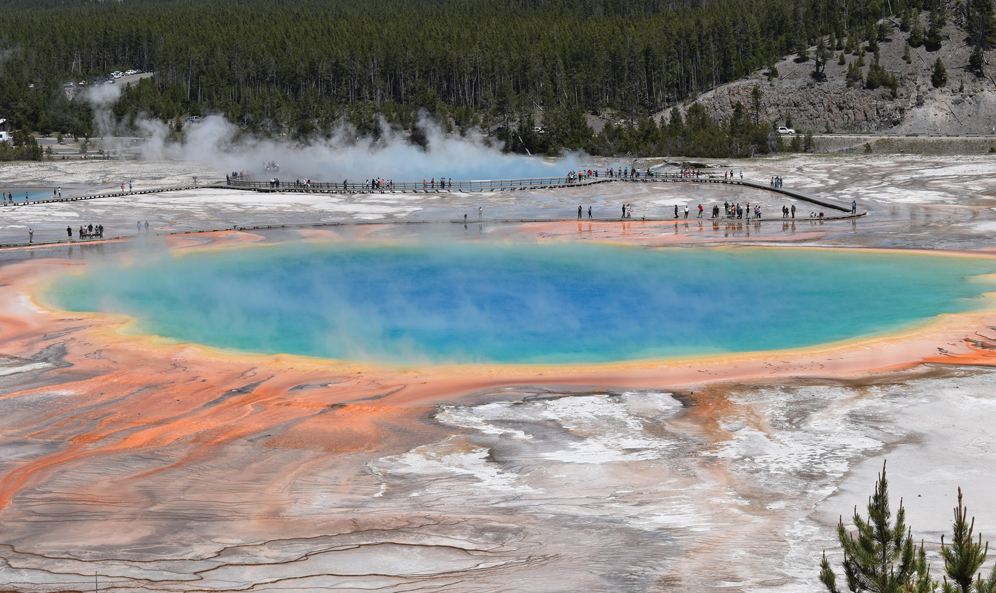|	FIGURE 1: The Grand Prismatic Hot Spring is the largest, most photographed hot spring in Yellowstone National Park. The distinct bands of color provide evidence that different species of thermophiles (heat-loving microorganisms) call Grand Prismatic home. 