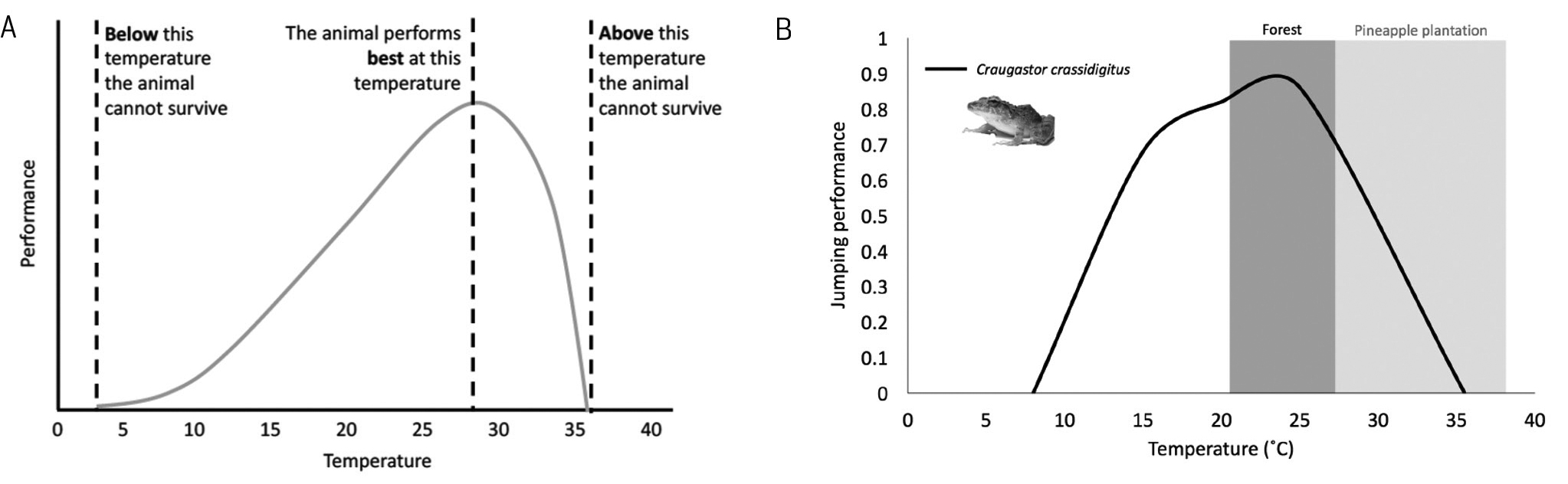 |	FIGURE 3: Performance curve (A) and graph displaying the performance of a specific frog species with the temperature of different habitats shaded to infer where that frog may thrive (B). 