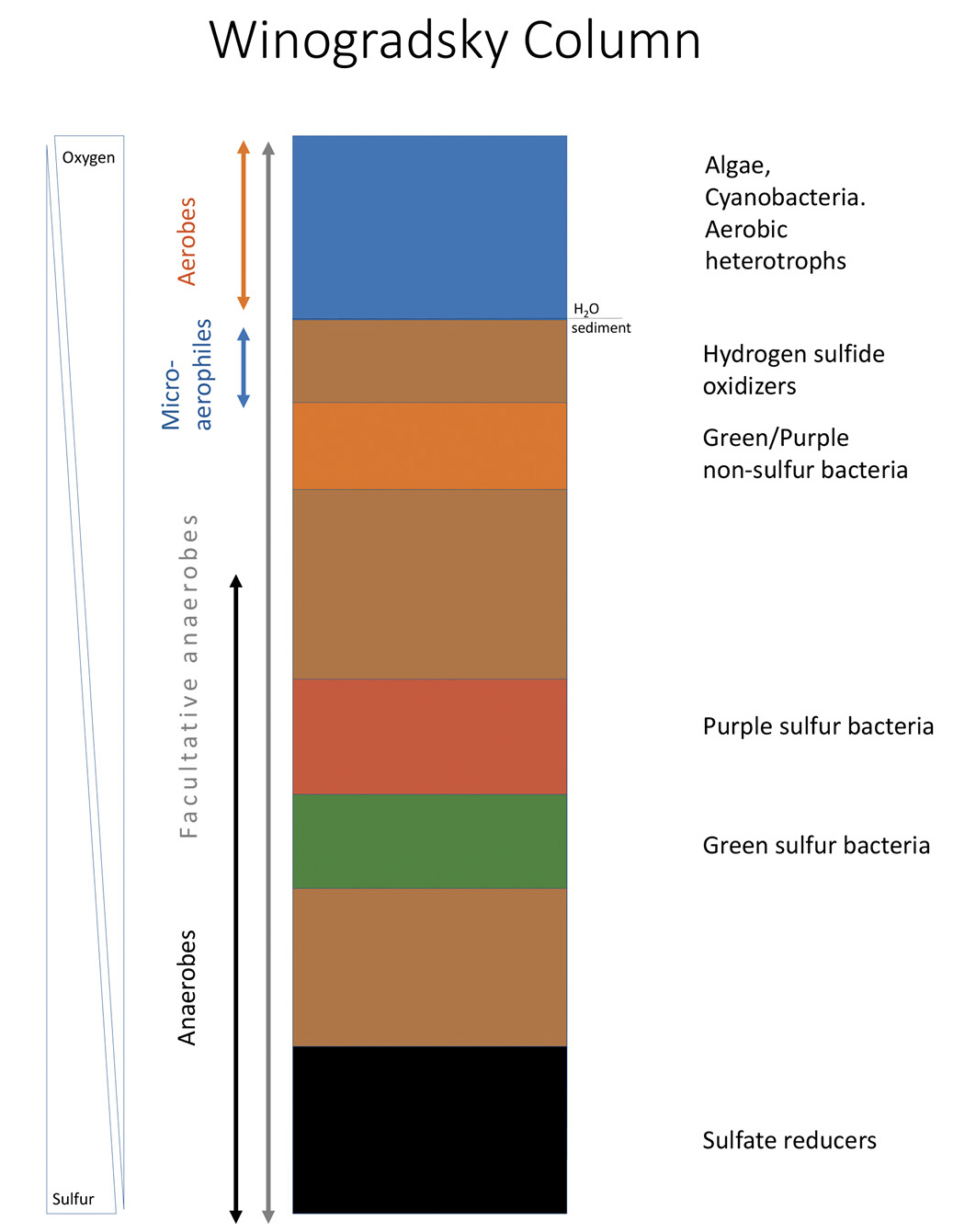 |	FIGURE 2: Winogradsky column microbial communities. Over time, microbial communities form colorful zones based on their oxygen and sulfur requirements. This diagram shows the organisms that will grow in the water and sediment portions of the column.