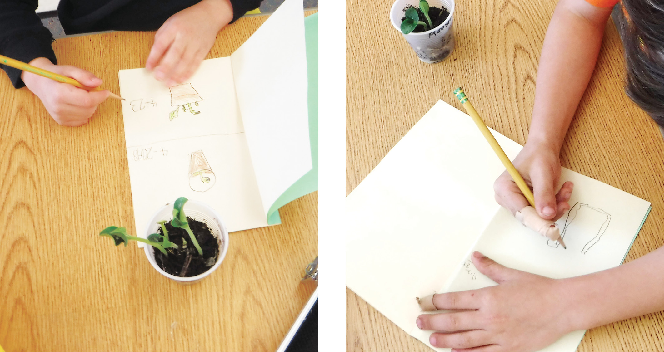 Students planted seeds and observed plant growth.