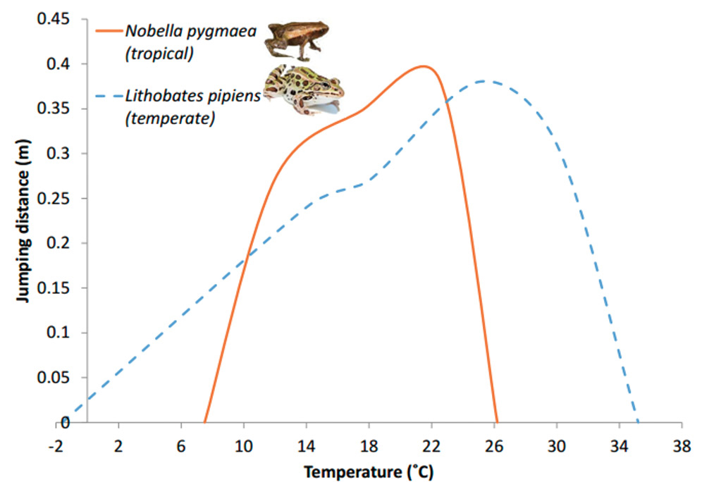 |	FIGURE 4: Performance curves of a temperate frog species (Lithobates pipiens) and a tropical frog species (Nobella pygmaea) showing the jumping distance versus temperature.