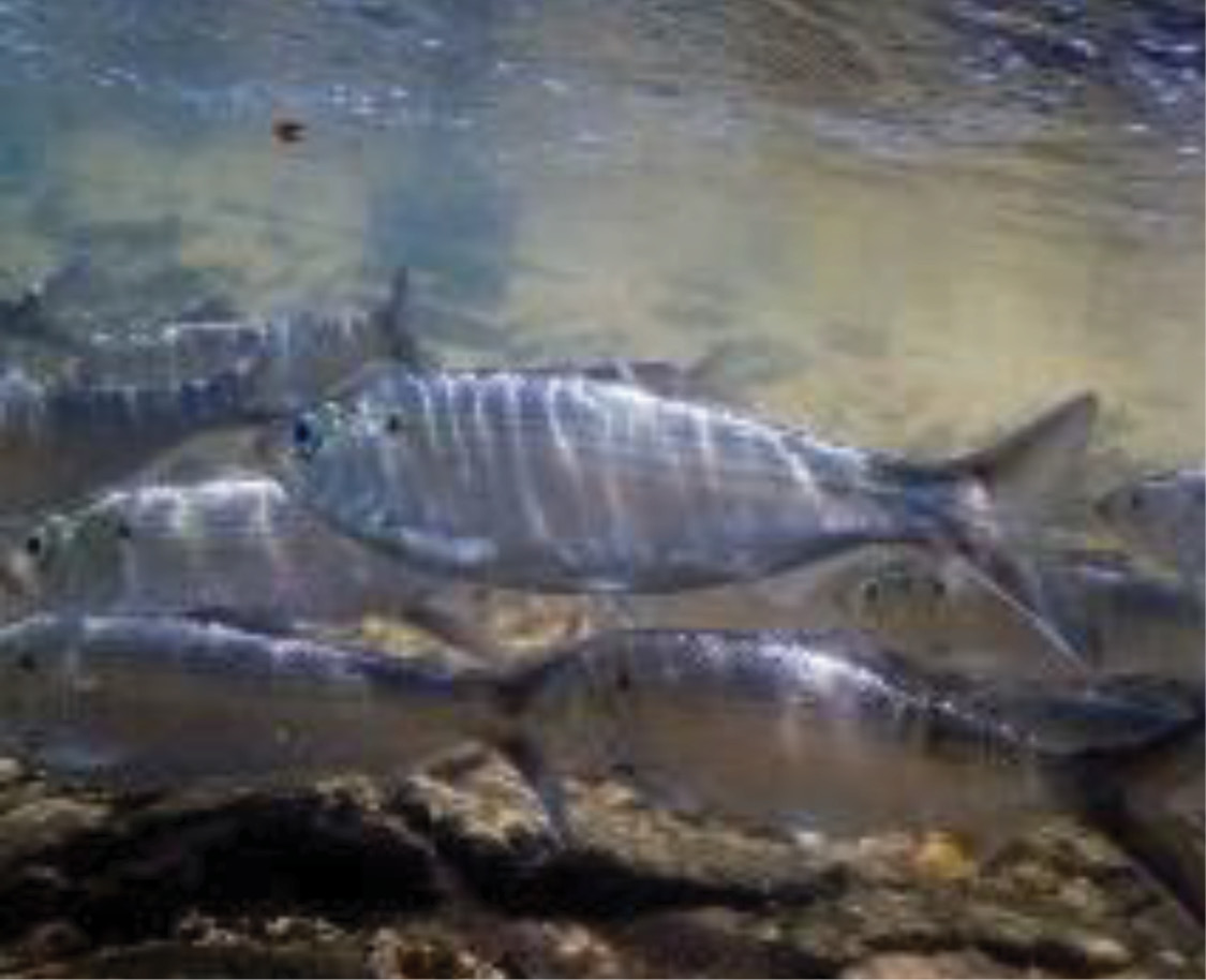 |	FIGURE 1: River herring, including Alewife Herring (pictured below) and Blueback Herring, migrate from the Atlantic Ocean to inland streams each spring to reproduce. 