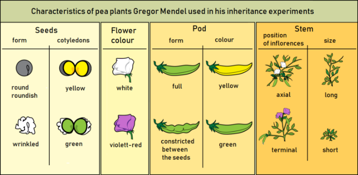 Pea characteristics