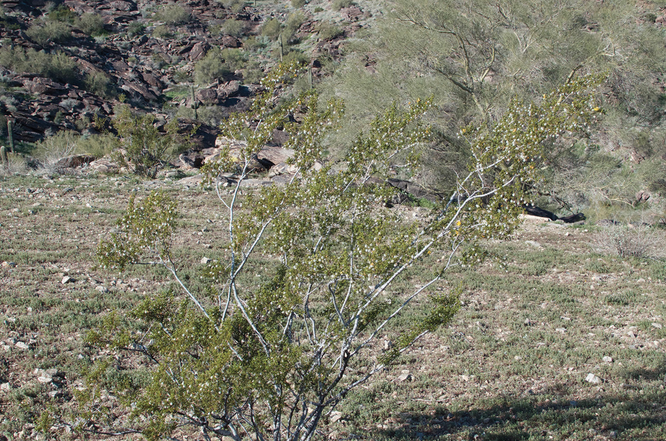 Creosote bush.