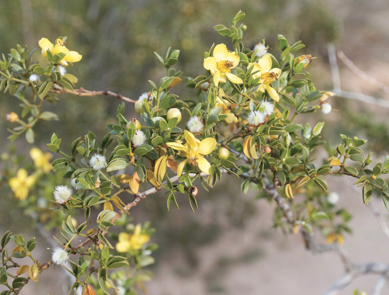 Creosote in bloom.