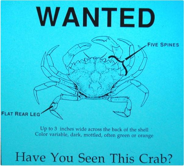 Crab Picture