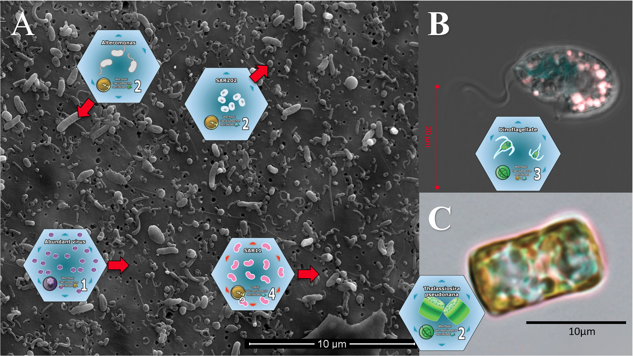 Oligotrophic Game Cards are based on actual marine microorganisms.  In panels A-C Oligotrophic game cards are compared to images of the organisms they represent.