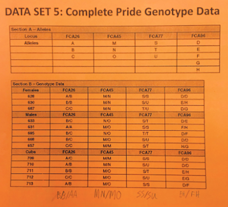 NOS Artifact: Lion Data Set