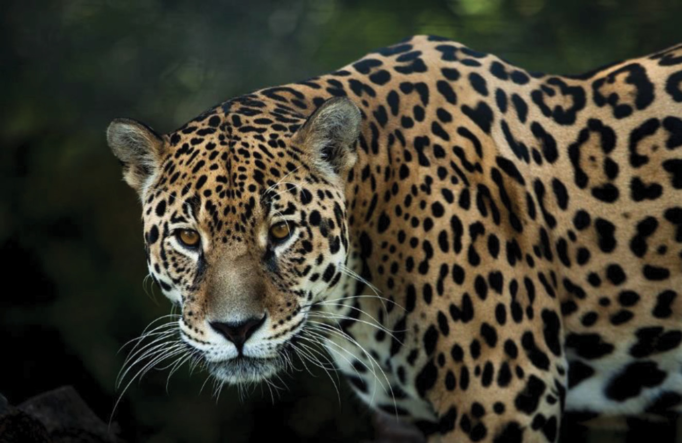 The Osa Peninsula in Costa Rica is home to the jaguar and is designated as critical habitat for the species which has been impacted by habitat loss, fragmentation, and a reduction in available prey due to human activities (including poaching).