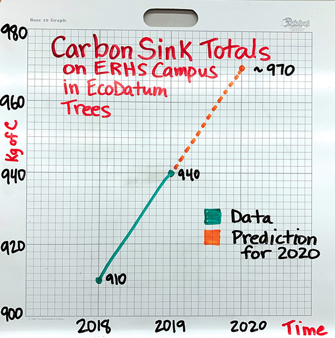 Carbon sink totals in EcoDatum trees.