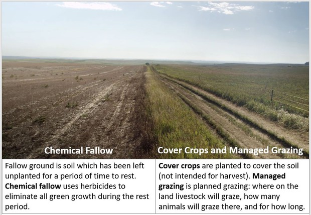 Chemical Fallow and Cover Crops and Managed Grazing