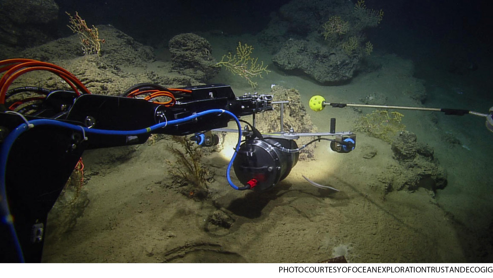ROV Hercules imaging some deep-sea corals
