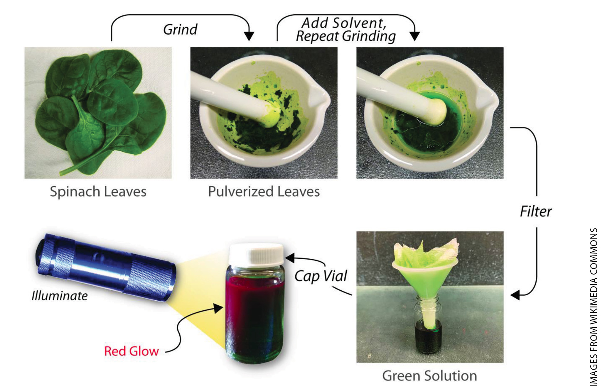  The individual steps for naked-eye observation of a red glow following the extraction. 