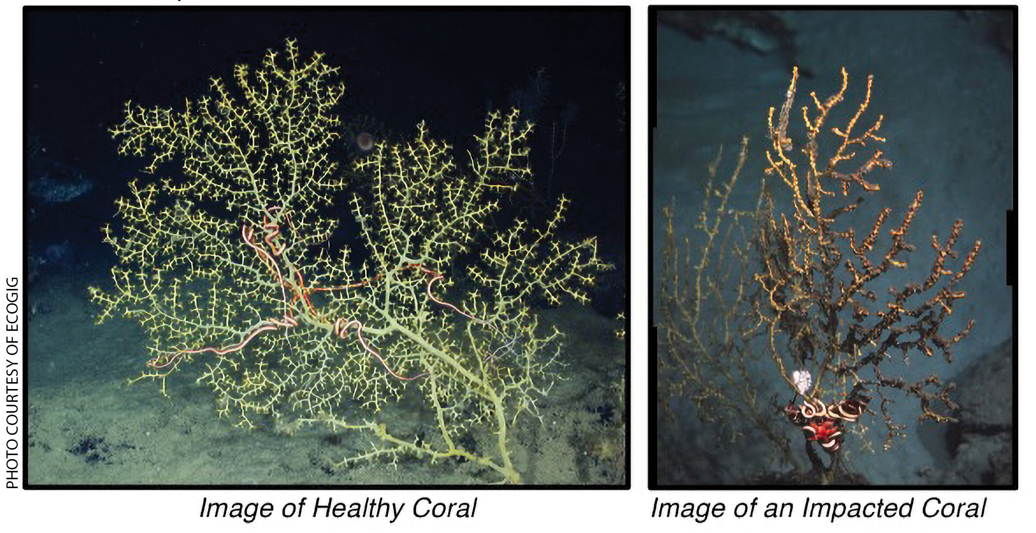 Images of healthy and unhealthy coral from 2010, right after the Deepwater Horizon oil spill. 