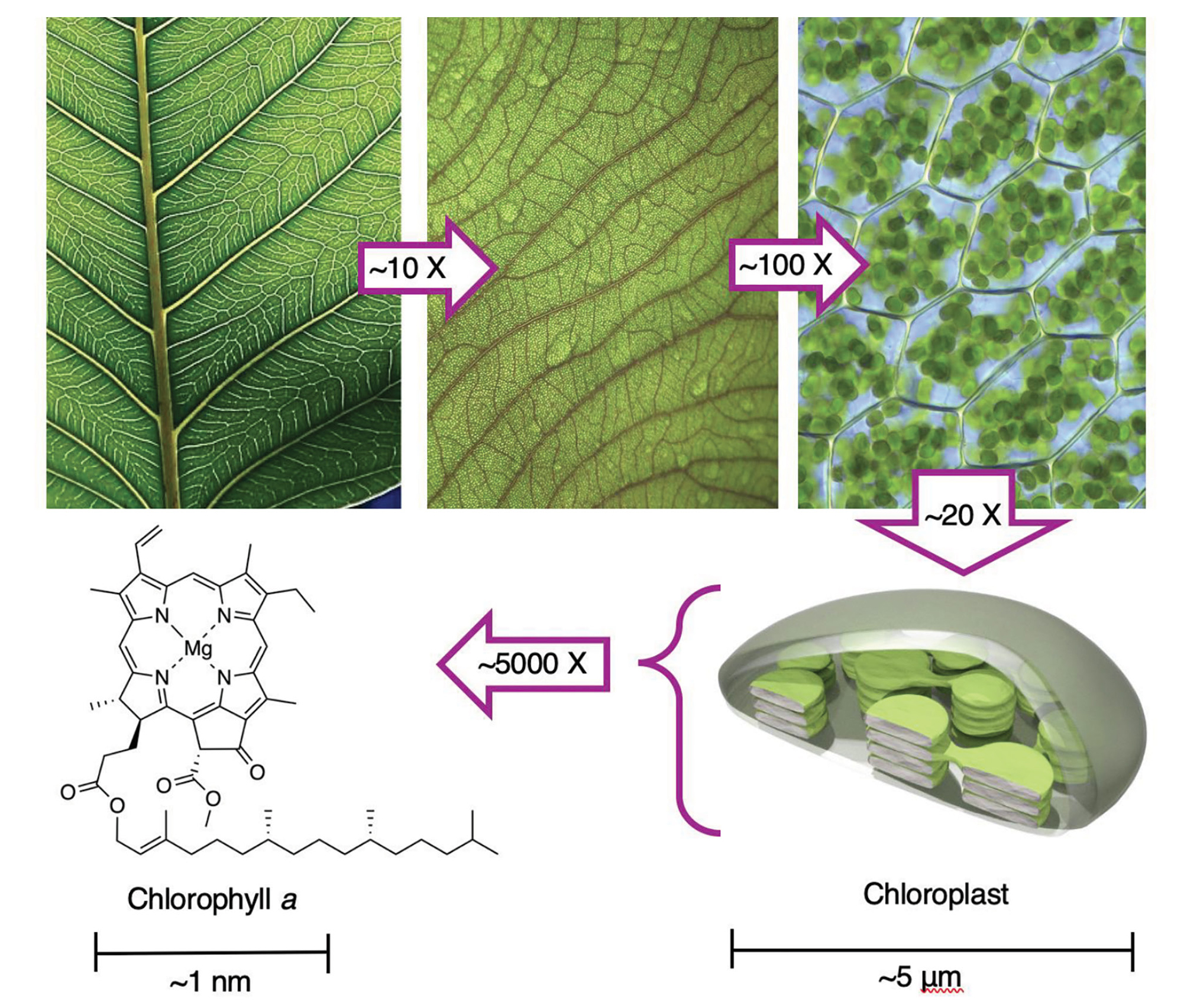 The “green” in leaves comes from chlorophyll molecules located within plant cells. Approximate magnification scales are given in the arrows (total ~108 X from 1 cm of the leaf to 1 nm, the size of the chlorophyll molecule). 