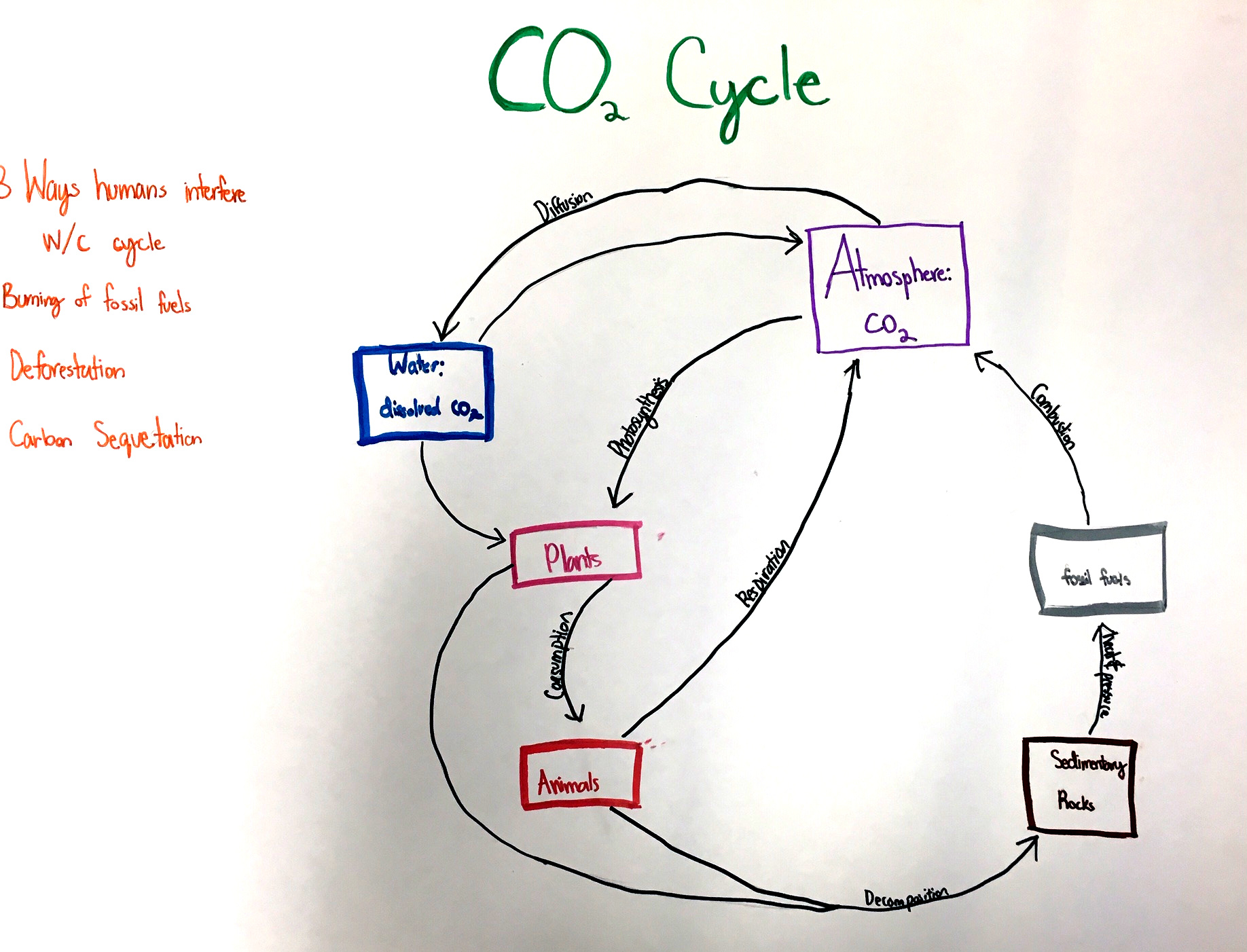 easy carbon cycle diagram