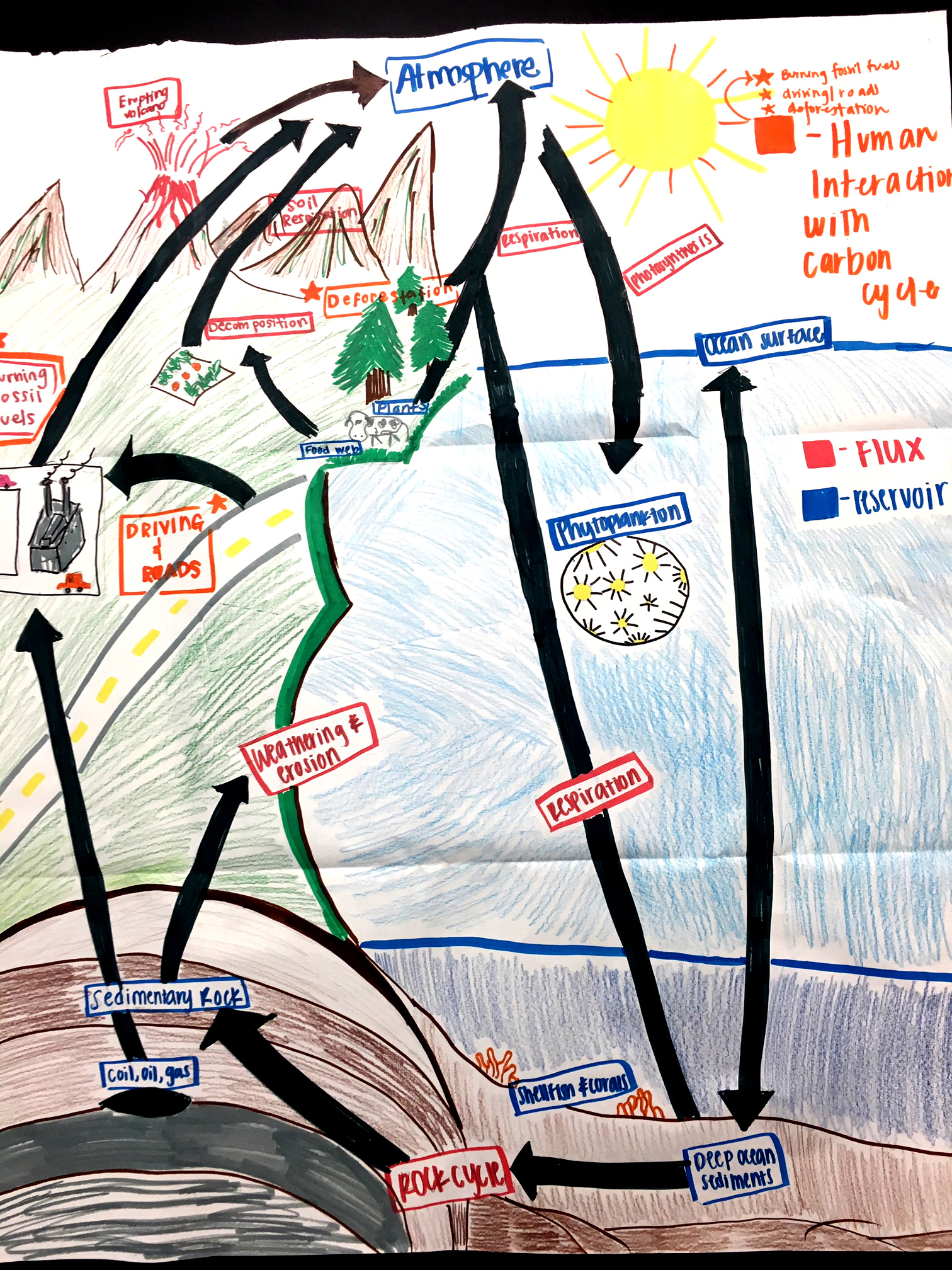 Student carbon cycle chart.