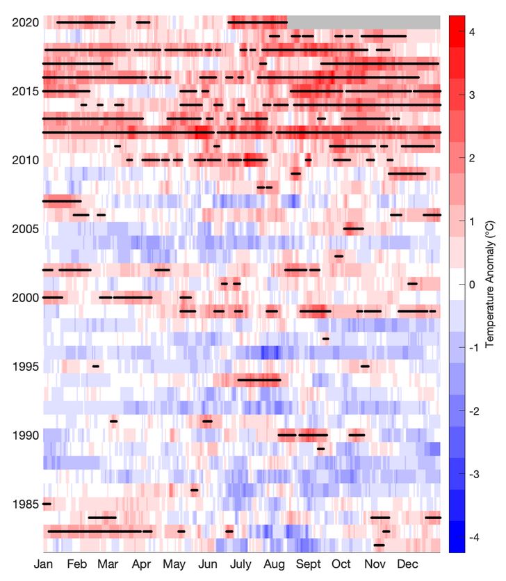 Gulf of Maine Sea Surface Temperature Anomaly data