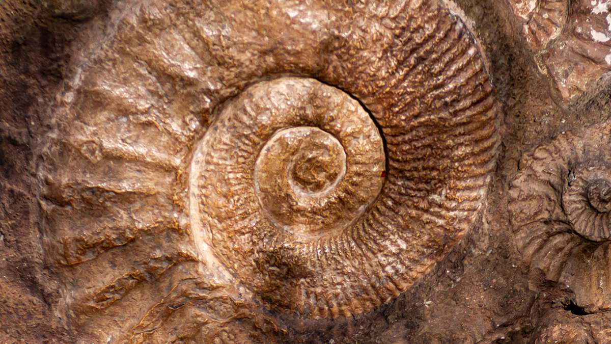 Using Big Data to Understand the History of Planet Earth