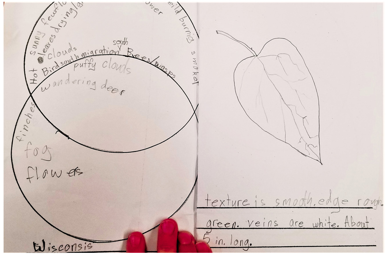Early example of student journal with Venn diagram, drawing of leaf from focal plant, and description.