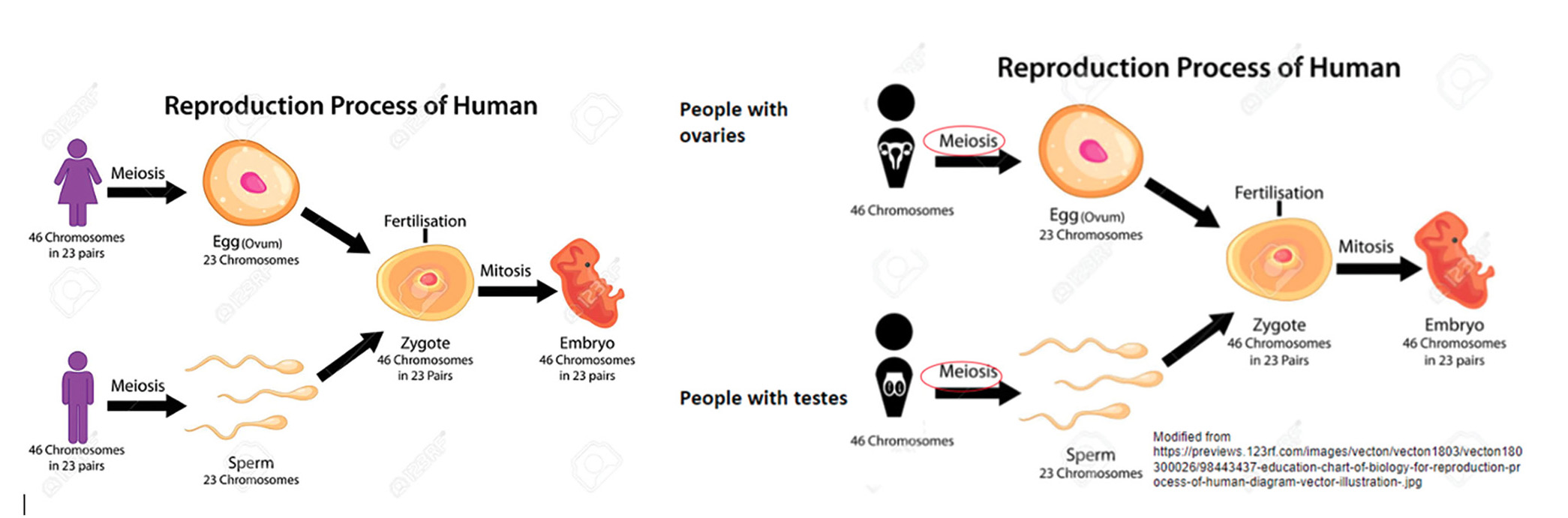 Before (left) and After (right) diagrams demonstrating modifications to promote student agency.