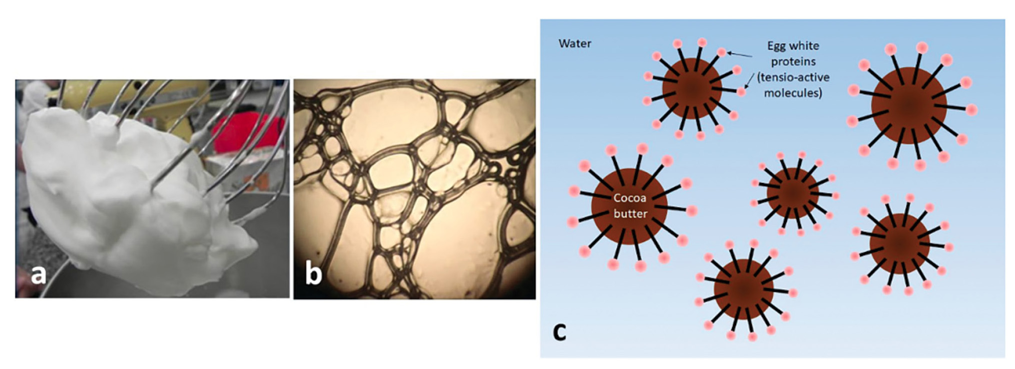 Photograph of beaten egg white with the naked eye (a) and under an optical microscope (b). Scheme of the resulting emulsion when cocoa butter crystallizes inside the air bubbles (c).