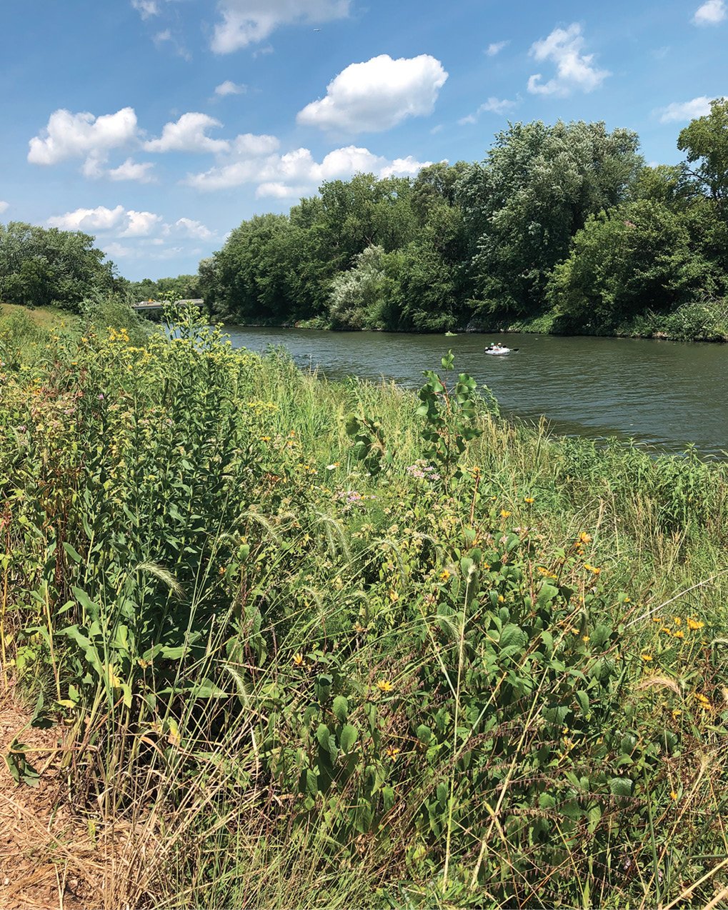 Promoting Biodiversity Through Urban Greenspaces, this image is of The Horner Park Riverfront Redevelopment Project started in 2016. 