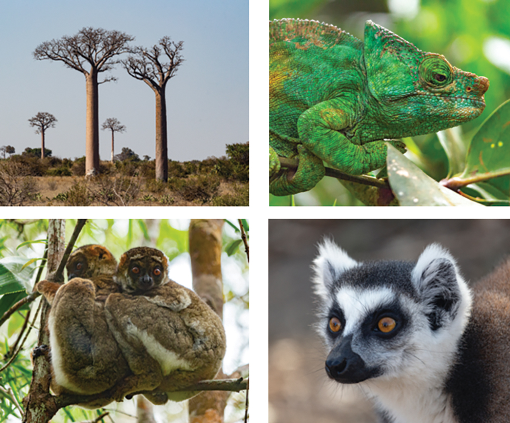 Images from Madagascar: baobab trees, chameleon, ring-tailed lemur, indri lemur.