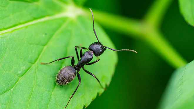 How Do Ants Help the Plants and Animals of the Woods