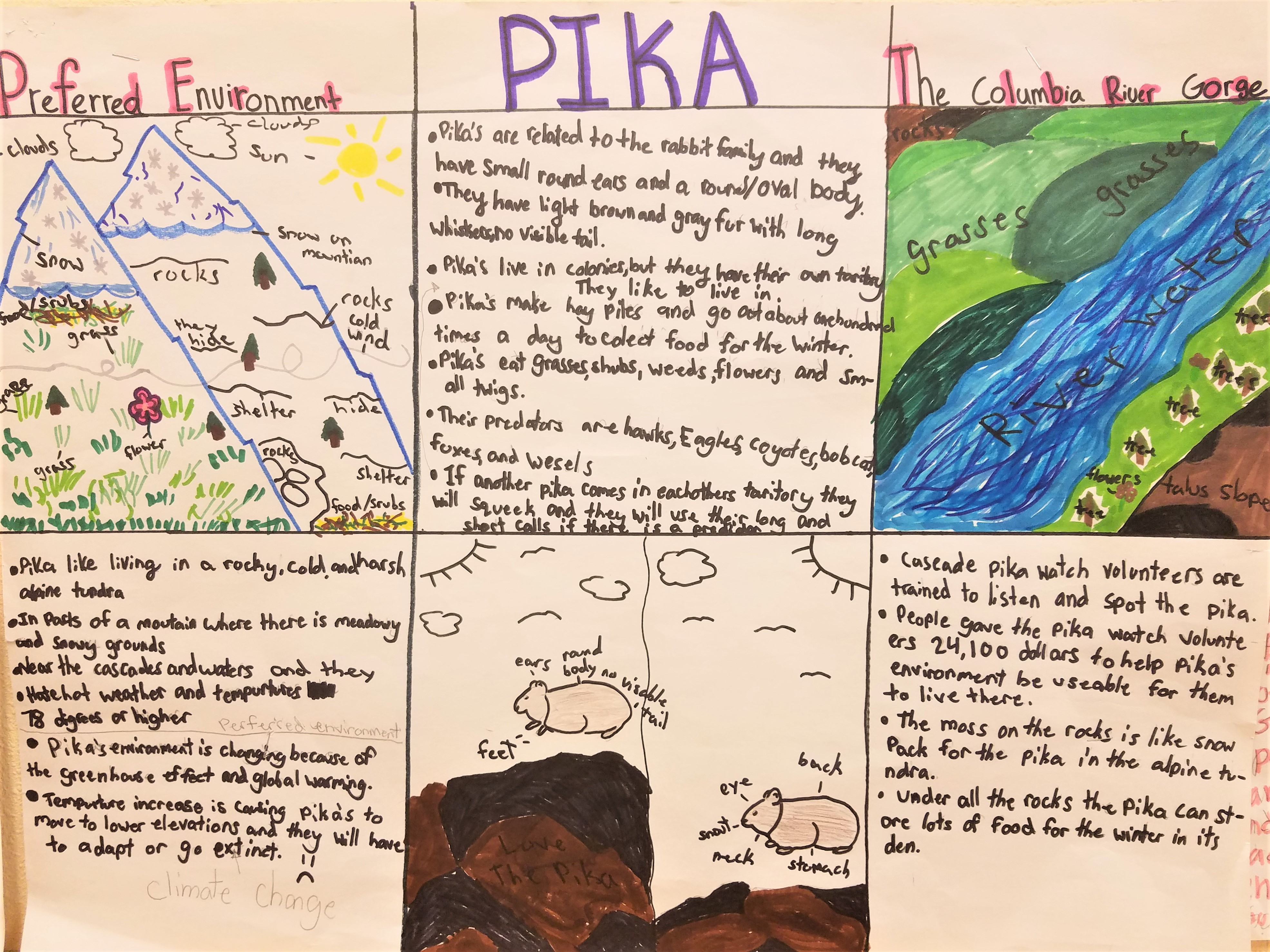 Figure 1. Example of student work from the fourth grade Storyline about protecting the endangered pika species.