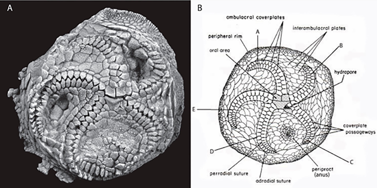 Main elements of edrioasteroid morphology.