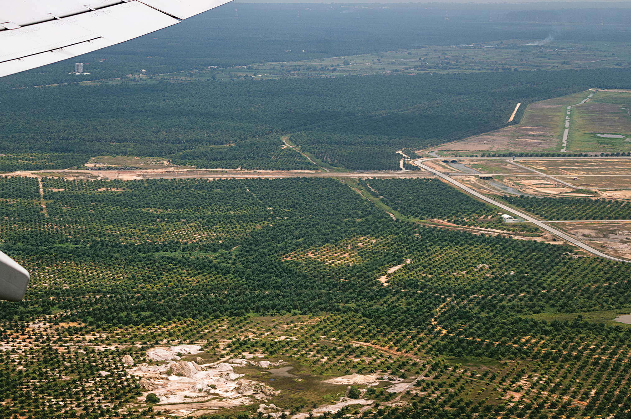 A  palm oil plantation.