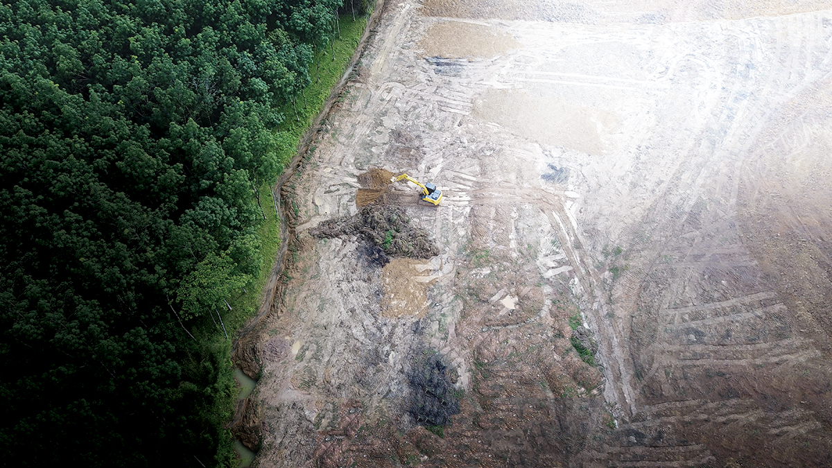 Paying the Price of Palm Oil