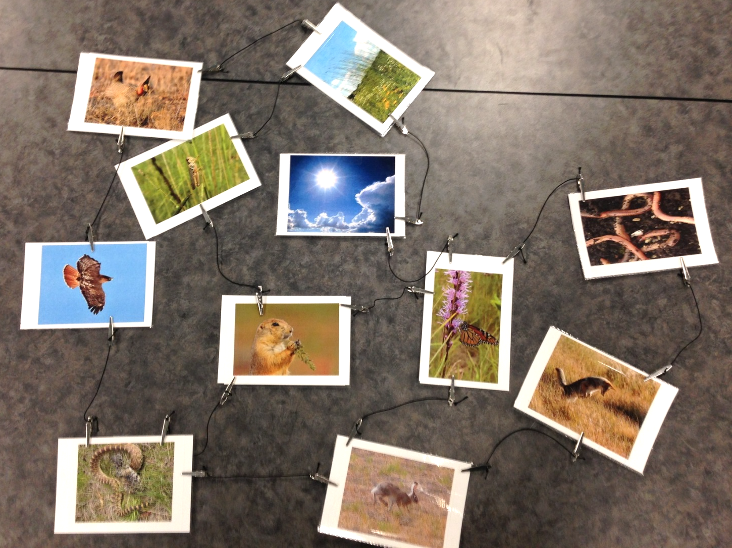 Fifth graders use photos and clips to create a model to represent complexity in a prairie ecosystem 