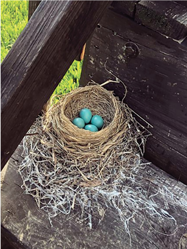 A local Robin's nest