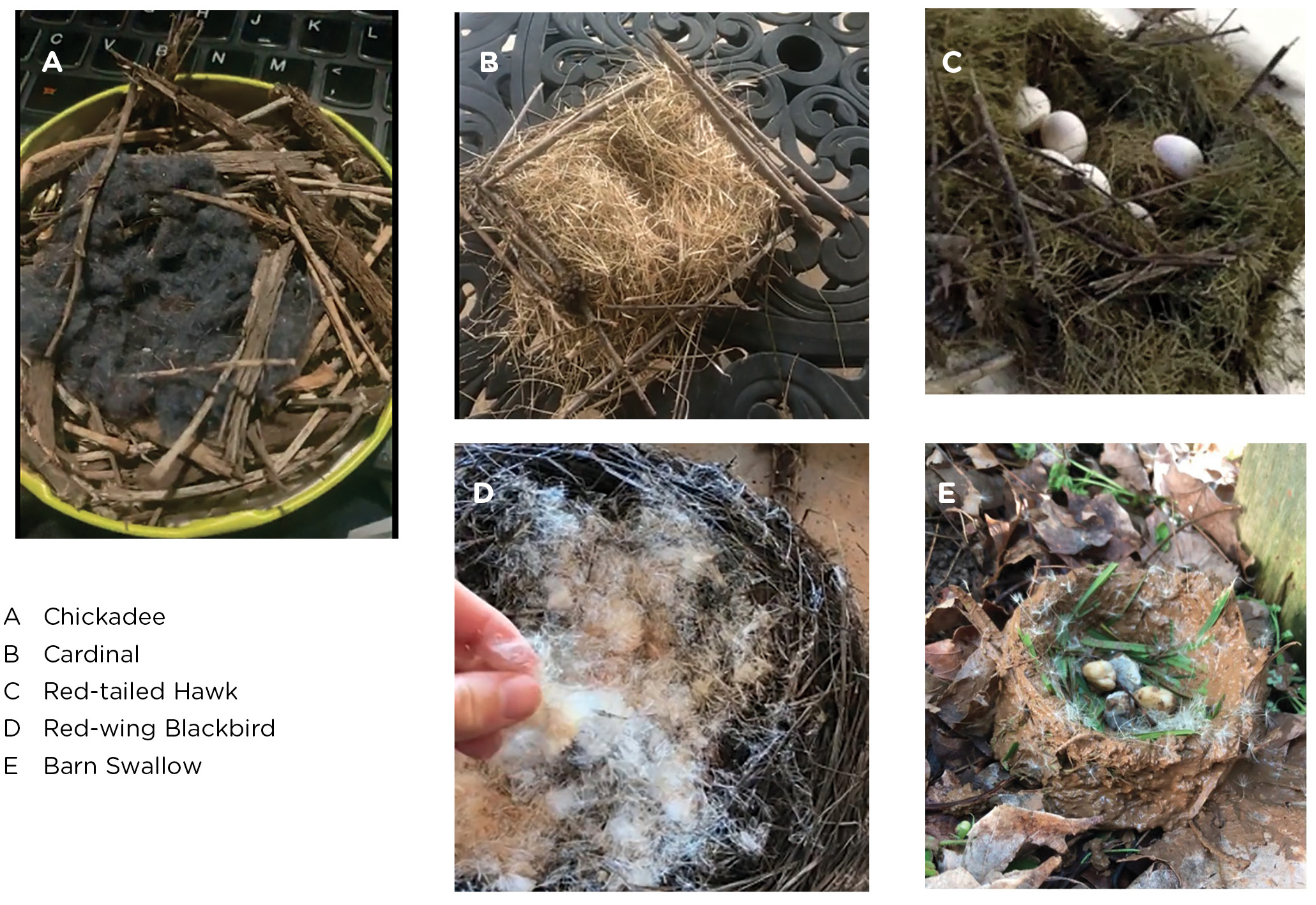 Examples of students’ nest models.