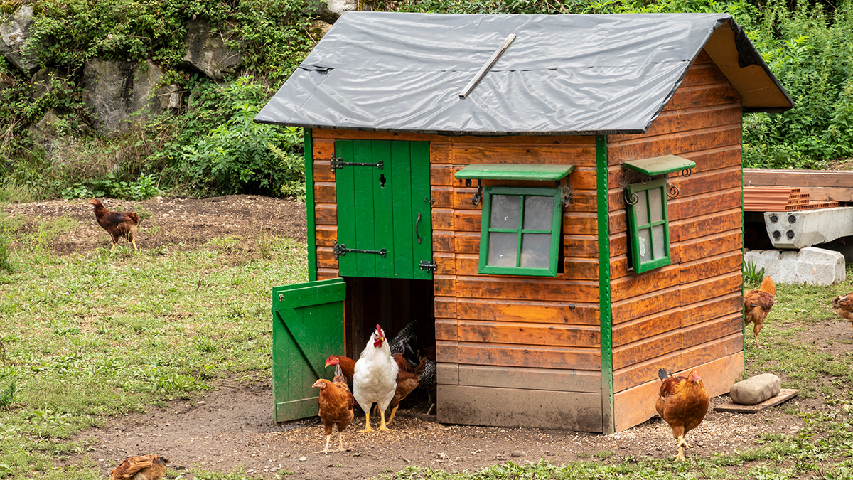 Chicken-Centered Design