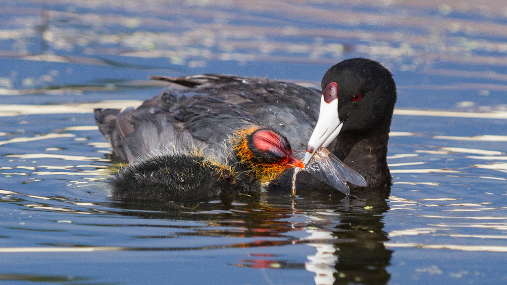 Mom Always Liked You Best