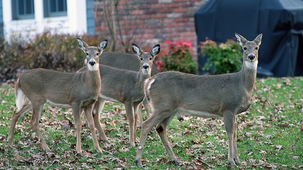 Too Many Deer!