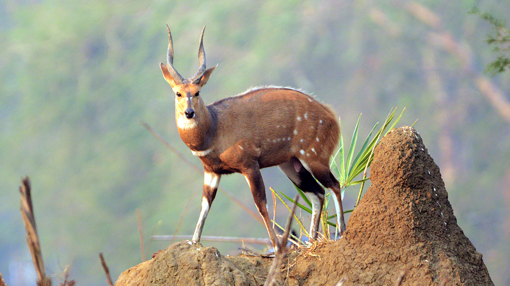 The Stakeholders of Gorongosa National Park