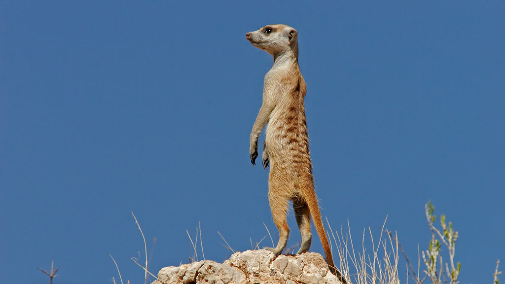 Guarding Behavior in Meerkats | NSTA